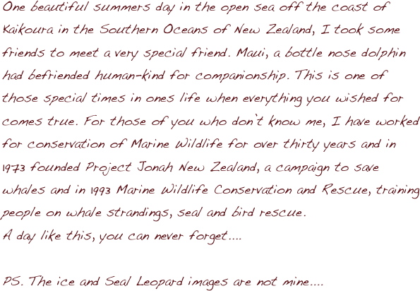 One beautiful summers day in the open sea off the coast of Kaikoura in the Southern Oceans of New Zealand, I took some friends to meet a very special friend. Maui, a bottle nose dolphin had befriended human-kind for companionship. This is one of those special times in ones life when everything you wished for comes true. For those of you who donݒ�t know me, I have worked for conservation of Marine Wildlife for over thirty years and in 1973 founded Project Jonah New Zealand, a campaign to save whales and in 1993 Marine Wildlife Conservation and Rescue, training people on whale strandings, seal and bird rescue.
A day like this, you can never forget....

PS. The ice and Seal Leopard images are not mine....