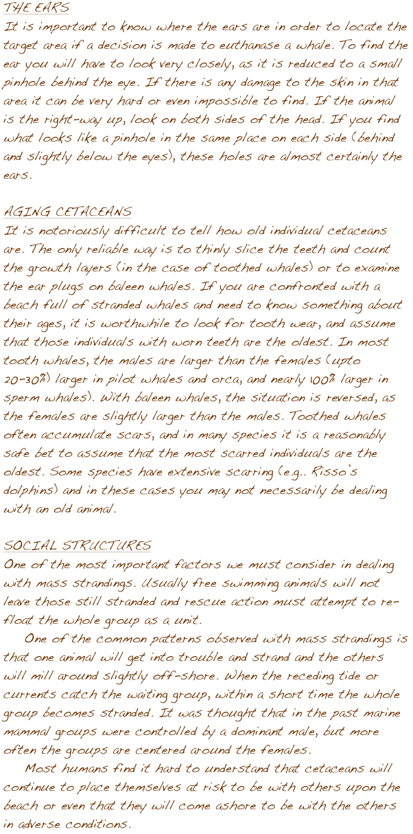 THE EARS
It is important to know where the ears are in order to locate the target area if a decision is made to euthanase a whale. To find the ear you will have to look very closely, as it is reduced to a small pinhole behind the eye. If there is any damage to the skin in that area it can be very hard or even impossible to find. If the animal is the right-way up, look on both sides of the head. If you find what looks like a pinhole in the same place on each side (behind and slightly below the eyes), these holes are almost certainly the ears. 

AGING CETACEANS
It is notoriously difficult to tell how old individual cetaceans are. The only reliable way is to thinly slice the teeth and count the growth layers (in the case of toothed whales) or to examine the ear plugs on baleen whales. If you are confronted with a beach full of stranded whales and need to know something about their ages, it is worthwhile to look for tooth wear, and assume that those individuals with worn teeth are the oldest. In most tooth whales, the males are larger than the females (upto 20-30%) larger in pilot whales and orca, and nearly 100% larger in sperm whales). With baleen whales, the situation is reversed, as the females are slightly larger than the males. Toothed whales often accumulate scars, and in many species it is a reasonably safe bet to assume that the most scarred individuals are the oldest. Some species have extensive scarring (e.g.. Rissoݒ�s dolphins) and in these cases you may not necessarily be dealing with an old animal.

SOCIAL STRUCTURES
One of the most important factors we must consider in dealing with mass strandings. Usually free swimming animals will not leave those still stranded and rescue action must attempt to re-float the whole group as a unit.
    One of the common patterns observed with mass strandings is that one animal will get into trouble and strand and the others will mill around slightly off-shore. When the receding tide or currents catch the waiting group, within a short time the whole group becomes stranded. It was thought that in the past marine mammal groups were controlled by a dominant male, but more often the groups are centered around the females.
    Most humans find it hard to understand that cetaceans will continue to place themselves at risk to be with others upon the beach or even that they will come ashore to be with the others in adverse conditions. 